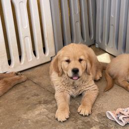 Khali's male - Golden male Golden Retriever puppy in Yucaipa, California from Blessed Goldens