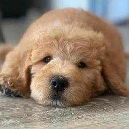 "English Goldendoodle Puppy from Moss Creek Goldendoodles" Goldendoodle and Schnoodle Puppies from Moss Creek Goldendoodles