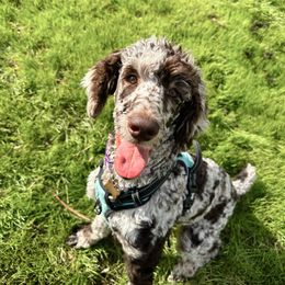 Stella - Poodle