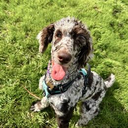 Stella - Poodle
