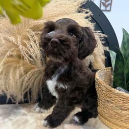 Rarity - Liver female Miniature Schnauzer puppy in Menifee, California from Violet’s Meadow