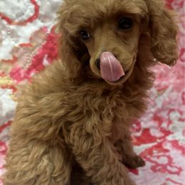 Sienna - Red  female Poodle puppy in Hardinsburg, Indiana from KC Recherche'