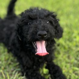 Goldendoodles from Golden Heart Doodles