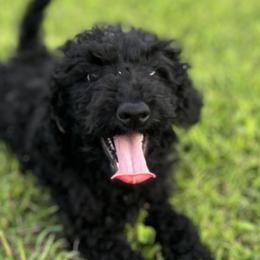 Goldendoodles from Golden Heart Doodles