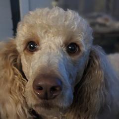 Labradoodles from Western Slope Labradoodles