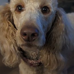 Labradoodles from Western Slope Labradoodles