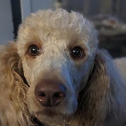 Labradoodles from Western Slope Labradoodles
