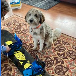 Aussiedoodle and Poodle Puppies from Arena Valley Acres LLC