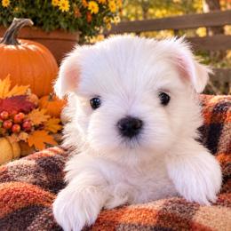 AKC Male 3 - White male Maltese puppy in Wilson, New York from Maltese By Valerie