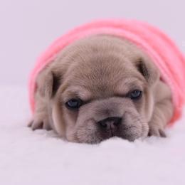 French Bulldog Puppies from Bullish Pride