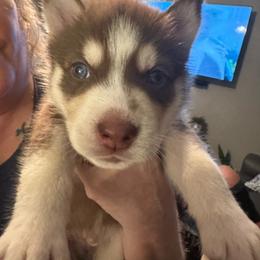 Yaeger - Red and white male Siberian Husky puppy in Lakeland, Florida from Ice Blue Legacy Siberians Huskies