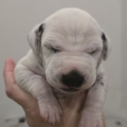 Blue Collar Boy - White and black male Dalmatian puppy in Centereach, New York from LINY Dalmatians