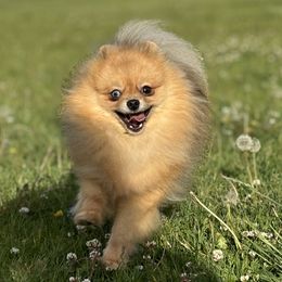 Haze - Orange sable male Pomeranian puppy in Westminster, Colorado from VanityPom’s