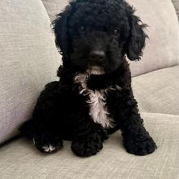 Oreo - Black male Poodle puppy in Acampo, California from Kennison Lane Poodles