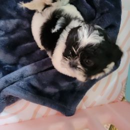 Beautiful Bouzer - Black and white male Shih Tzu puppy in Georgia from 100 Acre Woods Shih Tzu Plantation
