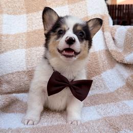 Blue Merle Boy - male American Corgi puppy in Moreno Valley, California from Corgi Dobie Co.