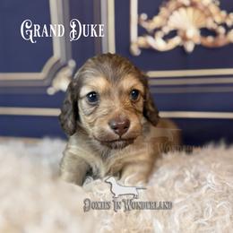 Grand Duke - Cream male Dachshund puppy in Rainier, Oregon from Doxies in Wonderland