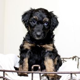 Aussiedoodle Puppies from Aussie Paws