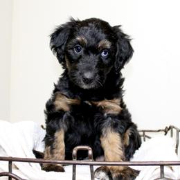 Aussiedoodle Puppies from Aussie Paws