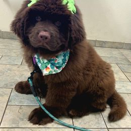 Newfoundland Puppies from Najuananlo Newfoundlands