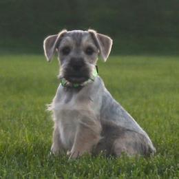 AKC Jaco (Green) - Salt and pepper male Miniature Schnauzer puppy in West Jordan, Utah from Olympus Schnauzers