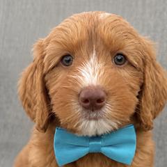 Eddie - Caramel red male Australian Labradoodle puppy in Pella, Iowa from Iowa's Lake Park Labradoodles