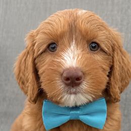 Eddie - Caramel red male Australian Labradoodle puppy in Pella, Iowa from Iowa's Lake Park Labradoodles