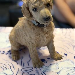 Fantine - Apricot female Poodle puppy in Brooksville, Florida from Ariella Standard Poodles & Chinese Cresteds