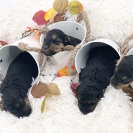 Airedale Terrier, Lakeland Terrier, and Welsh Terrier Puppies from Anne's Pups