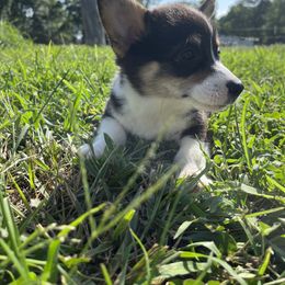 Juliet - Black and tan female Pembroke Welsh Corgi puppy in Rogers, Arkansas from Rocky Field Corgis