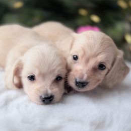 Wendy - Cream female Dachshund puppy in Richmond, Virginia from Irresistible Dachshunds & Cavaliers