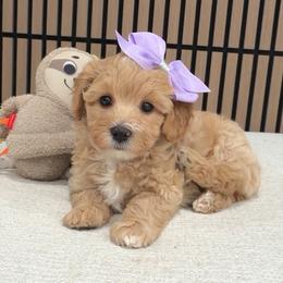 Pumpkin Pie - Apricot female Maltipoo puppy in Spring, Texas from GlamPaw Maltipoos