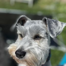 Miniature Schnauzers from Highland Schnauzers