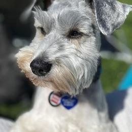 Miniature Schnauzers from Highland Schnauzers