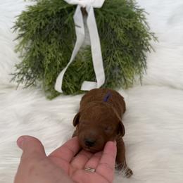 Goldendoodle Puppies from Luna & Willow Goldendoodle Paws 🐾