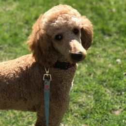Poodle All Grown Up from Red Door Poodles