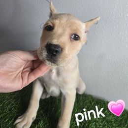 Pink Collar - Fawn female Cane Corso puppy in St. Augustine, Florida from RG2 Cane Corsos