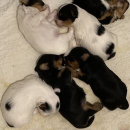 Yorkipoo and Yorkshire Terrier Puppies from Danza Bolo