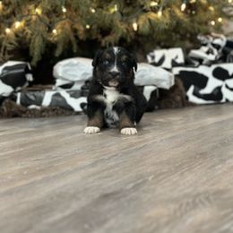 Australian Shepherd Puppies from Ace-High Australian Shepherds