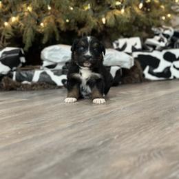 Australian Shepherd Puppies from Ace-High Australian Shepherds