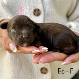 Bo - Chocolate female Australian Labradoodle puppy in Morgan Hill, California from Loving Labradoodles