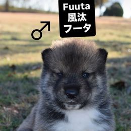 Fuuta - Red sesame male Shikoku puppy in Tribbey, Oklahoma from Osaka Ninken Shikoku
