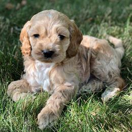 Cockapoo Puppies from Maple’s Cockapoo Puppies