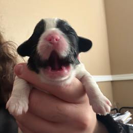 Aphrodite - Black and white female Cavapoo puppy in Auburn, California from Gold Country Doodles