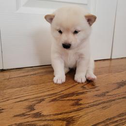 Shiba Inu Puppies from Veronika's Shiba Inus
