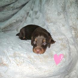 Daphne - Chocolate and tan female Dachshund puppy in Mulberry, Florida from J's Mini Dachshunds