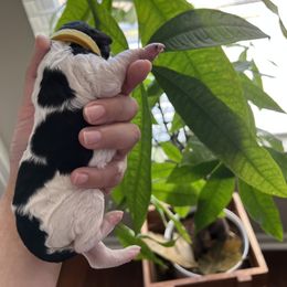 "Female" Goldendoodle Puppies from Sammy's Doodles