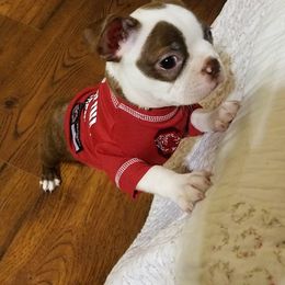 Boston Terrier Puppies from Our Gang Bostons