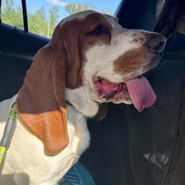 Hammy - Basset Hound
