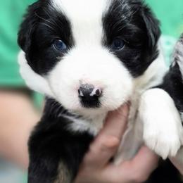 Ivy - Black tri-color female Australian Shepherd puppy in Harrodsburg, Kentucky from Triple M Aussies